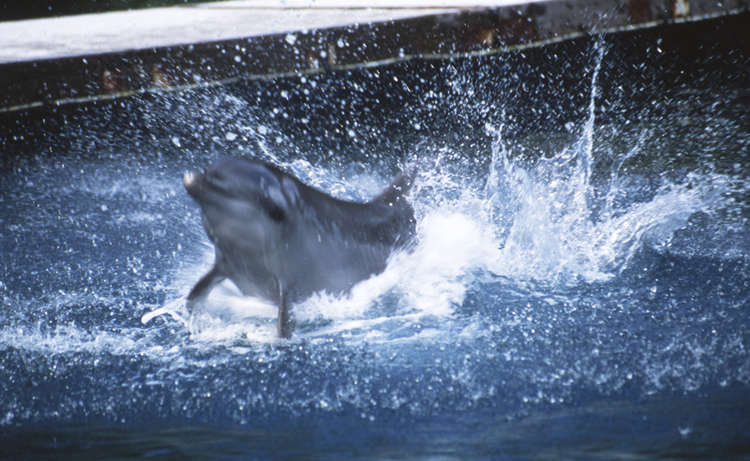 Angelee image;underwater;diving;action;dolphin;PALAU;splash;F235 19C